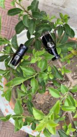 "Red African Attar by Al Haramain " রেড আফ্রিকান" শুরুতেই বলে রাখি "Red African"এই অসাধারণ সুগন্ধিটি খুবই মিষ্টি এবং বেস নোটে আসলে ফ্রেশ এবং ফ্রেশ স্পাইসি নোটে ভরপুর। বিশেষ করে গরম কালে এটা উইজ করলে এক ফ্রেশনেশ ফিল পাওয়া যাবে। কালো রংয়ের এই আতরটির সুবাস আপনাকে বলতে বাধ্যে করবে "ইসস!!! কতই না সুন্দর এর সুবাস,কতই না মধুর এর সুগন্ধি"এর মত মিষ্টতা যেন আর কিছুতে নেই। আপনাকে এই আতরটি যেমন দিবে রিফ্রেশিং সতেজতা তেমন দিবে মিষ্টি মন মাতানো স্মেল । শুরুতে ফ্রেশ স্পাইসির সাথে ক্যারামেল এবং ভ্যানিলার ভালো এক কম্বিনেশনের মাধ্যমে এর টপ নোট টি শুরু হবে,পরে আস্তে আস্তে এর মধ্যে পাওয়া যাবে মাস্কি,এনিম্যালিক,পাচৌলির এক ভালো সুবাস এবং শেষে পাবেন ফ্রেশ স্পাইসি,কুলিং,মেন্থল এর মত ফ্রেশ সব সুবাস যা এই গরম কালে ব্যবহারে খুবই আরাম দায়ক। নোট্স- fresh spicy,caramel,vanilla,sweet,amber balsamic,powdery,animalic.  Red African Attar Yt Review https://youtu.be/R-GHzQ-L7Jw